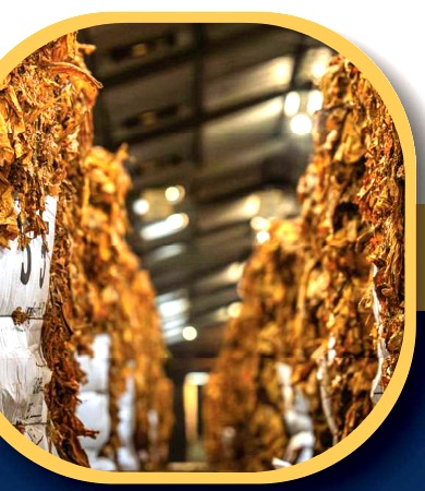 Tobacco curing